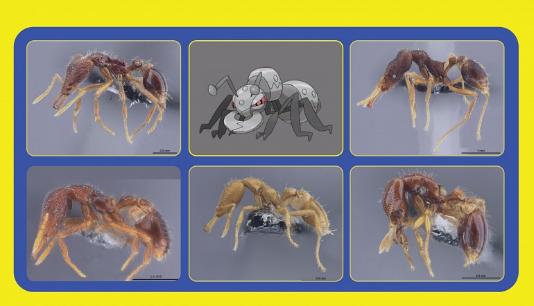 Pokémon will be used to Name a New Species of Ant