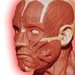 Muscles 3D For PC (Windows & MAC)