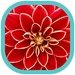Flowers HD Wallpapers For PC (Windows & MAC)