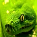 HD Snake Wallpapers For PC (Windows & MAC)
