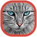 Cats Wallpapers For PC (Windows & MAC)