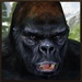 Crazy Gorilla Rampage For PC (Windows & MAC)