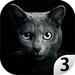Find a cat 3 For PC (Windows & MAC)
