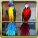 Talking Parrot Couple Free For PC (Windows & MAC)