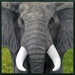Wild Elephant Simulator For PC (Windows & MAC)