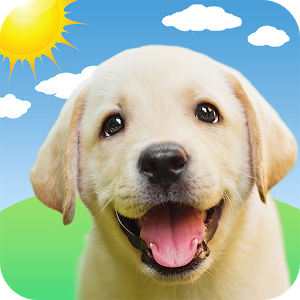 Weather Puppy  App &amp Widget Weather Forecast