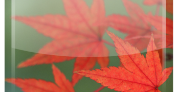Maple Leaf Live Wallpaper