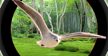 Forest 3D Birds Hunting - Snip